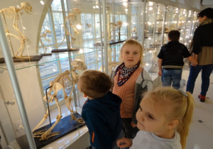 Dzieci oglądają w gablotach szkielety zwierząt.